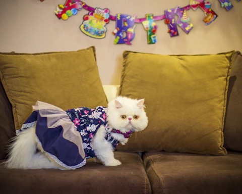 gato blanco usando un vestido morado encima d aun sillón café 