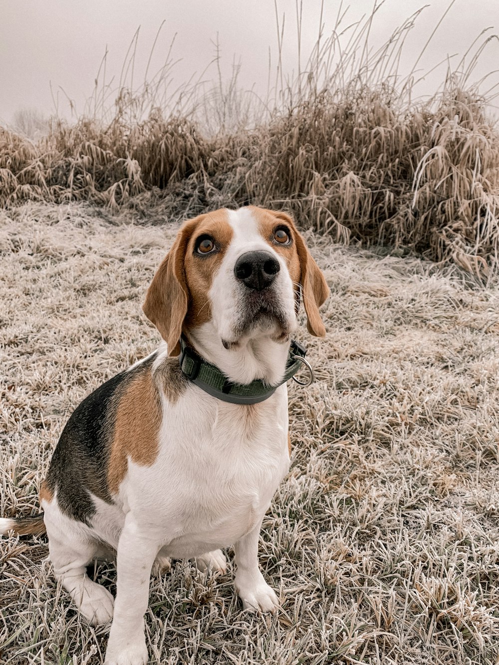a brown and white dog sitting on top of a dry grass field