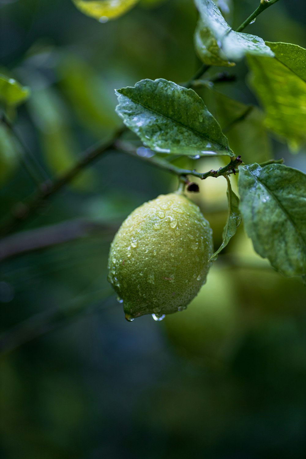 a green apple hanging from a tree branch