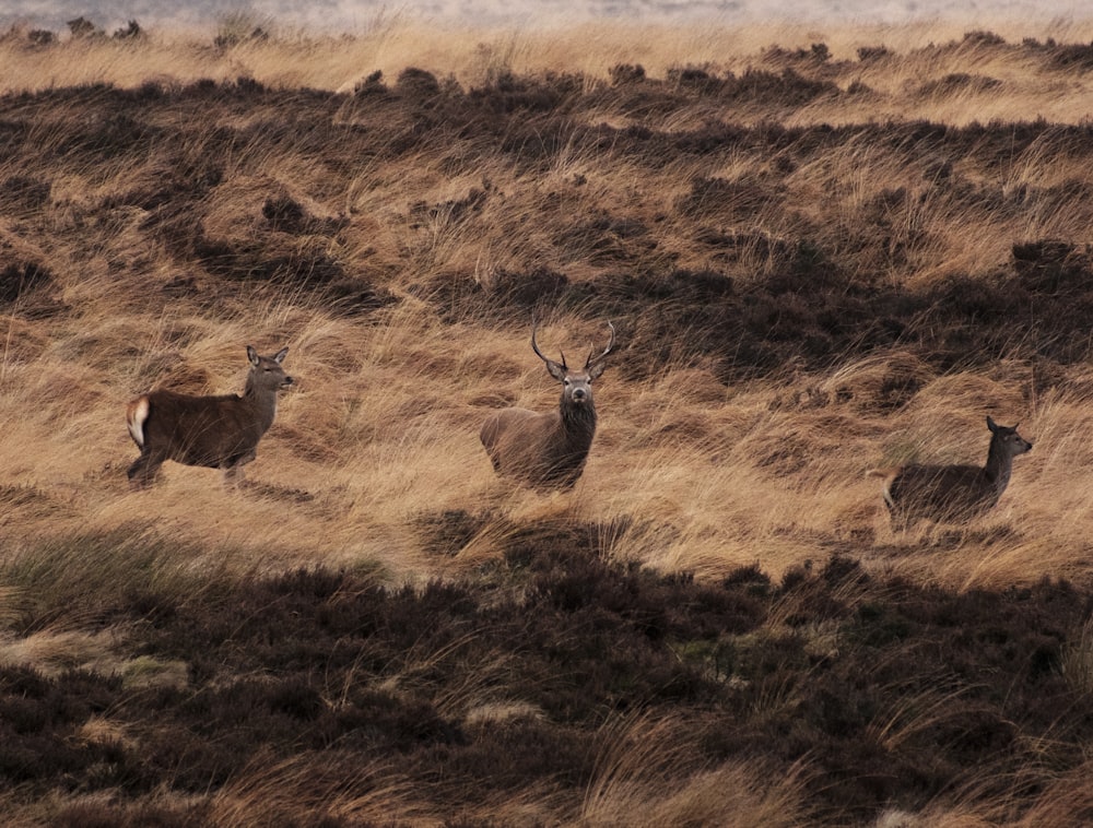 a herd of deer standing on top of a dry grass field