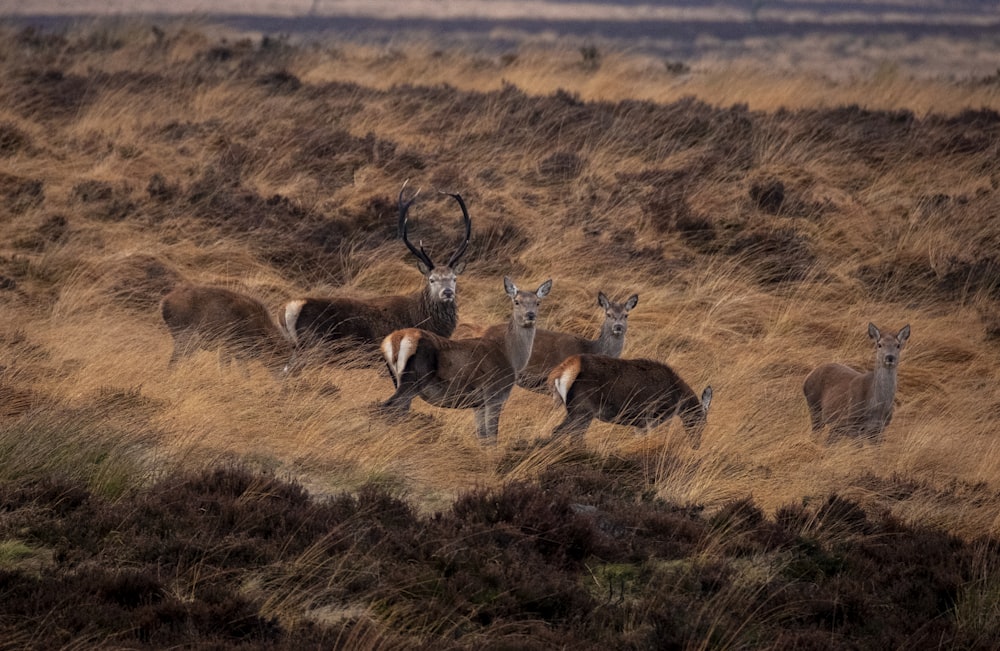 a herd of deer standing on top of a dry grass field