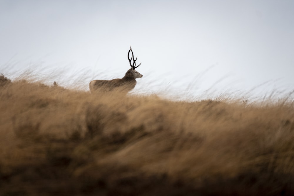 a deer standing on top of a dry grass covered field