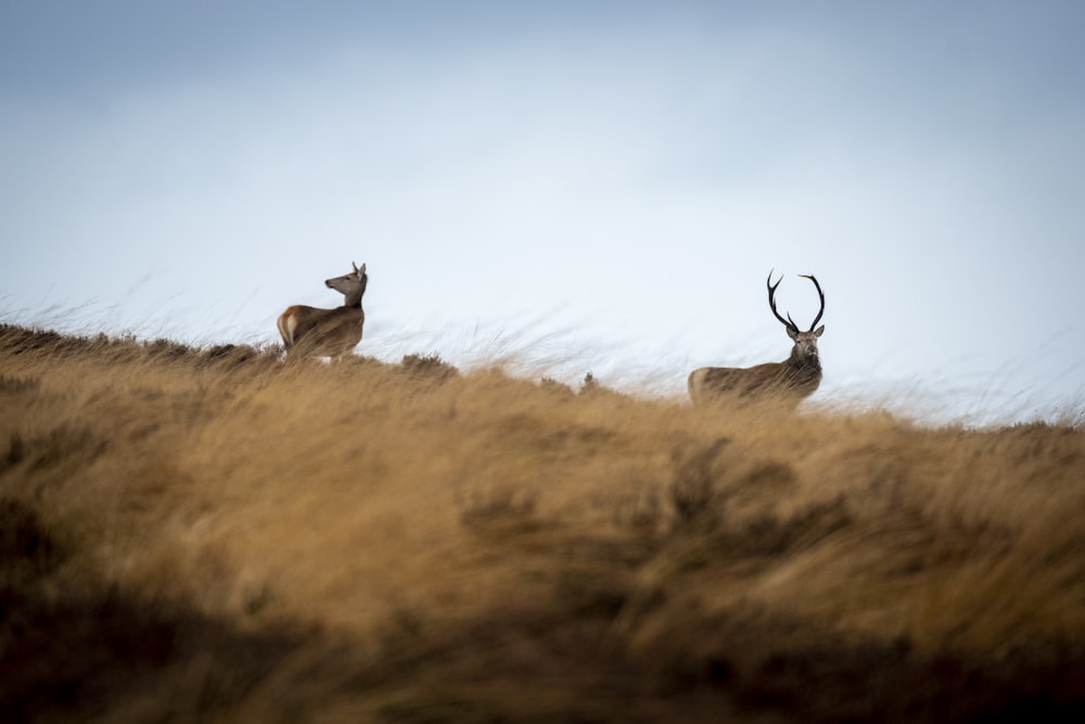 a couple of deer standing on top of a grass covered hillside
