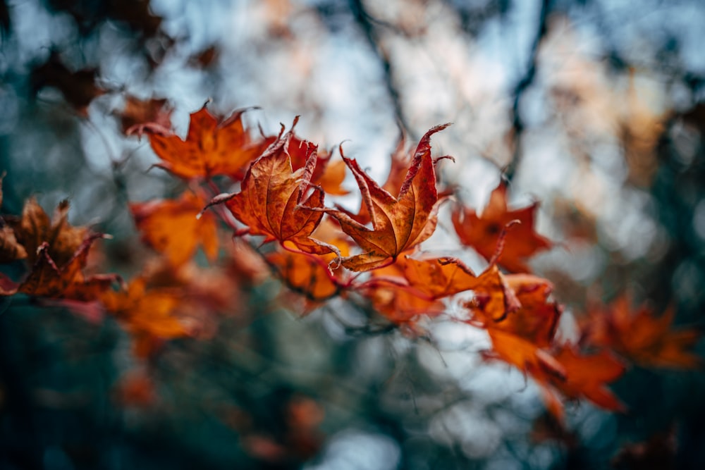 a close up of a tree branch with leaves