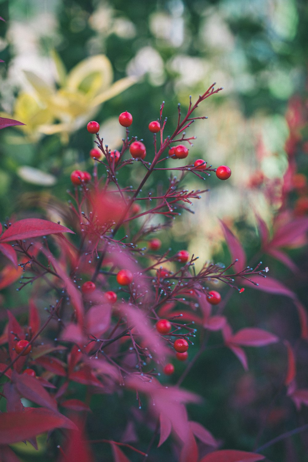 a close up of a bush with berries on it