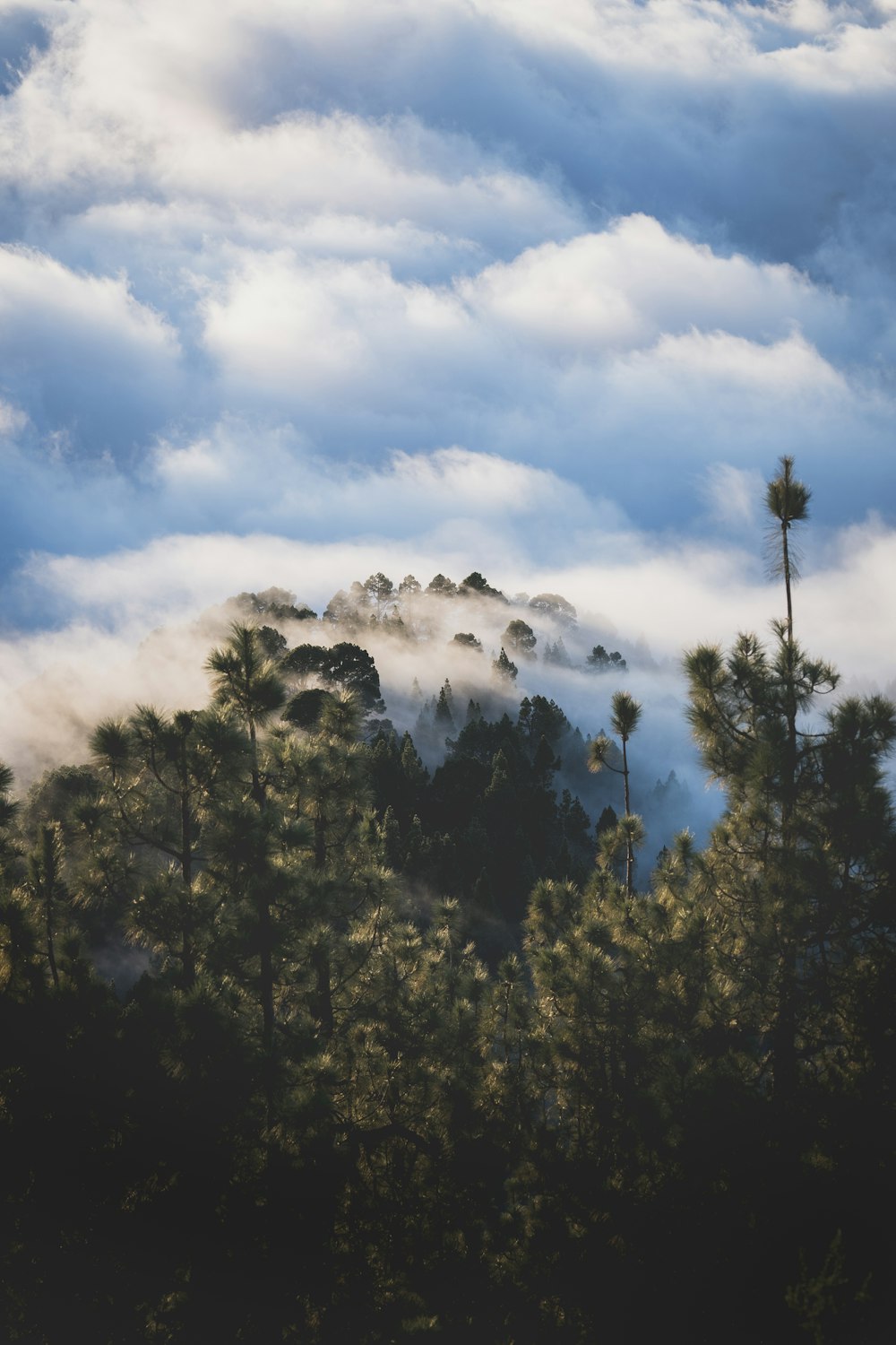 a mountain covered in clouds and trees under a blue sky