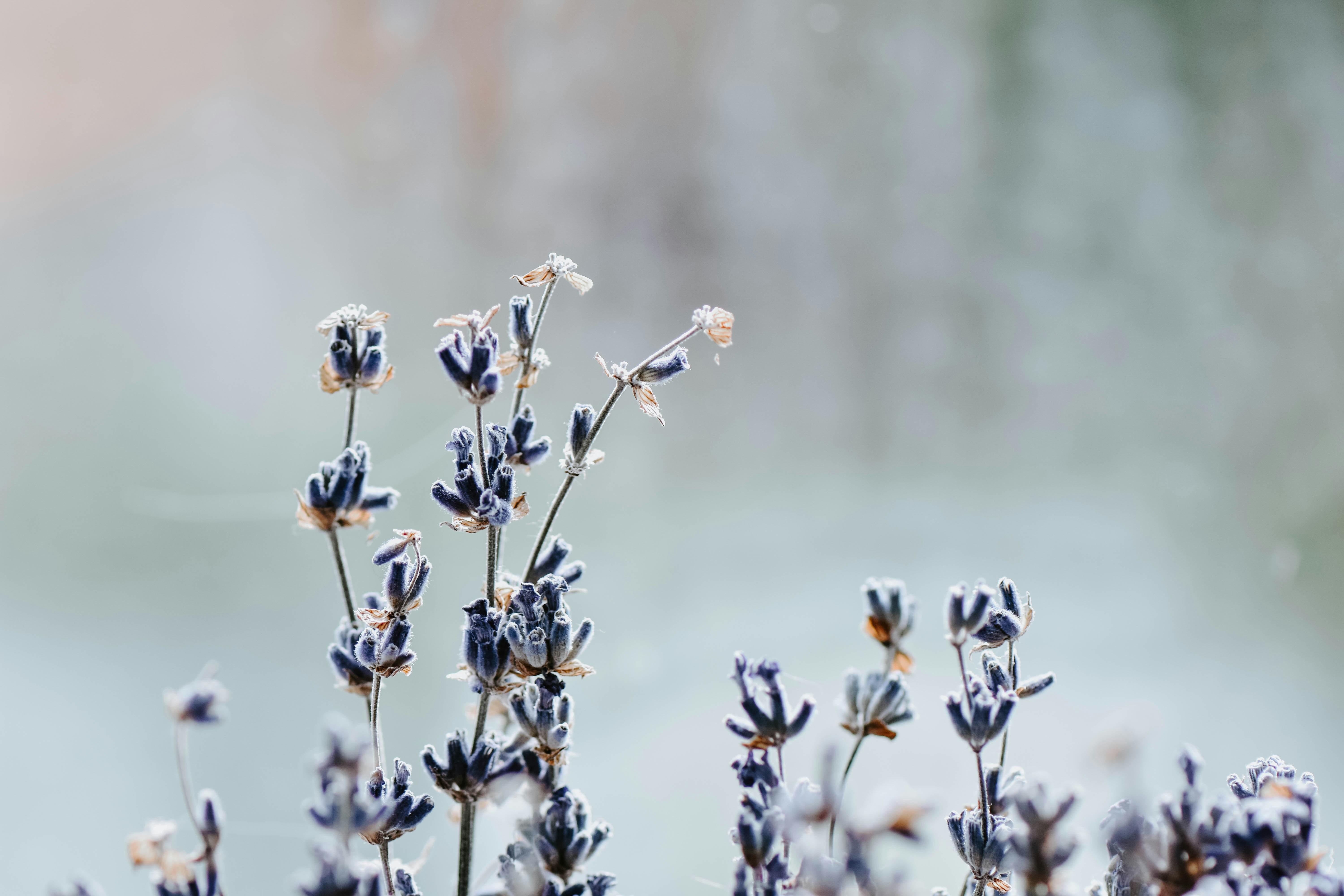背景に水を持つ花の束の接写