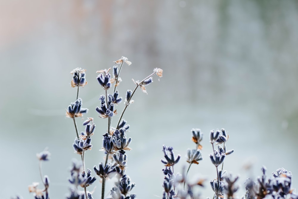 a close up of a bunch of flowers with water in the background