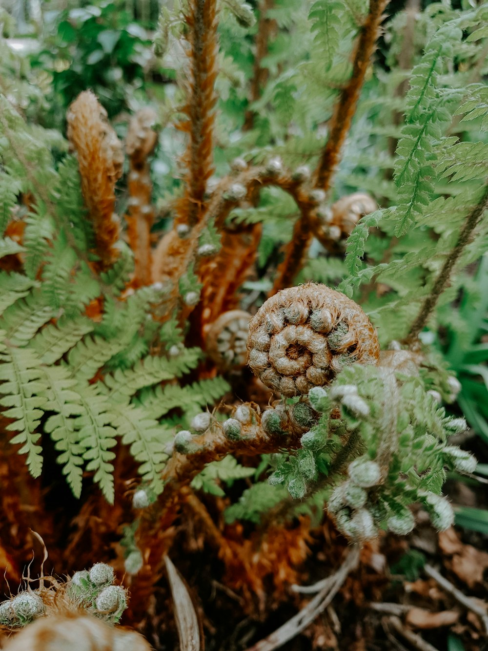 a close up of a plant with green leaves