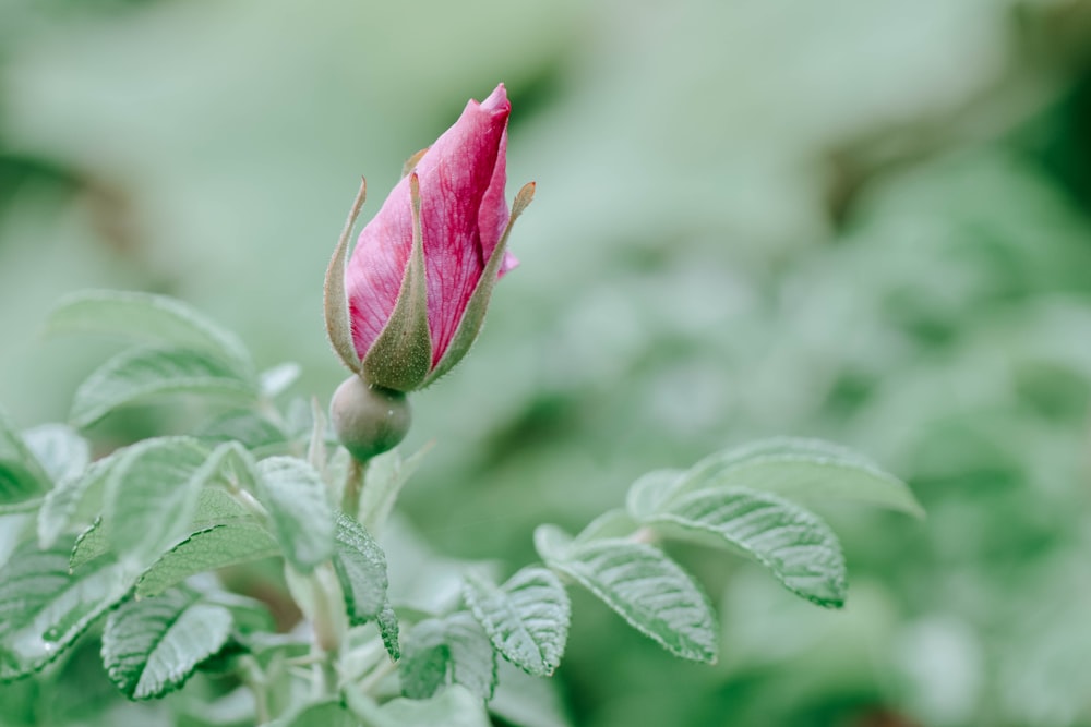 a single pink flower with green leaves in the background