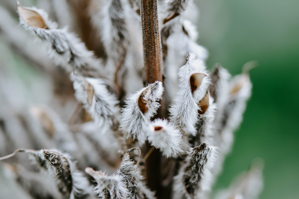 a close up of a plant with white flowers