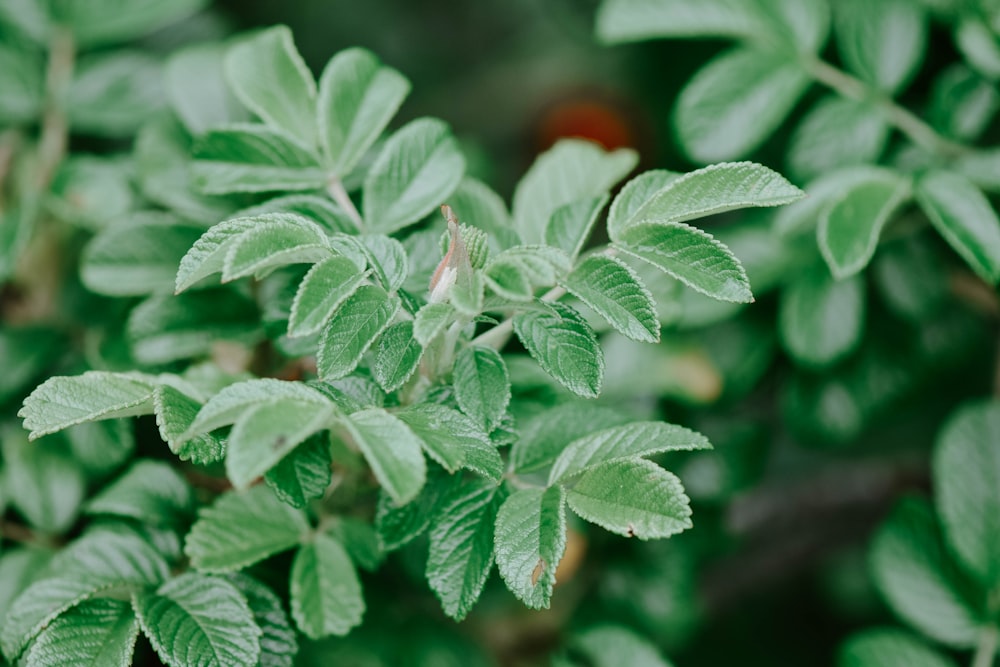 a close up of a green leafy plant