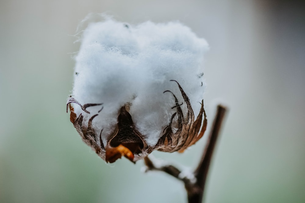 a close up of a cotton plant with snow on it