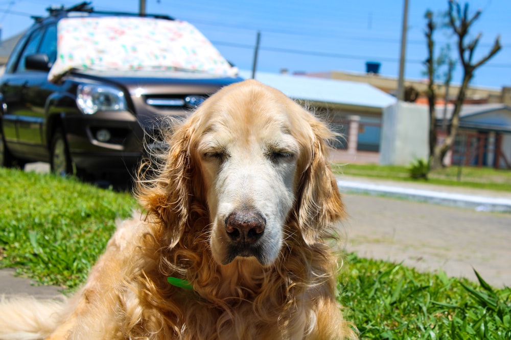 a dog sitting in the grass next to a car