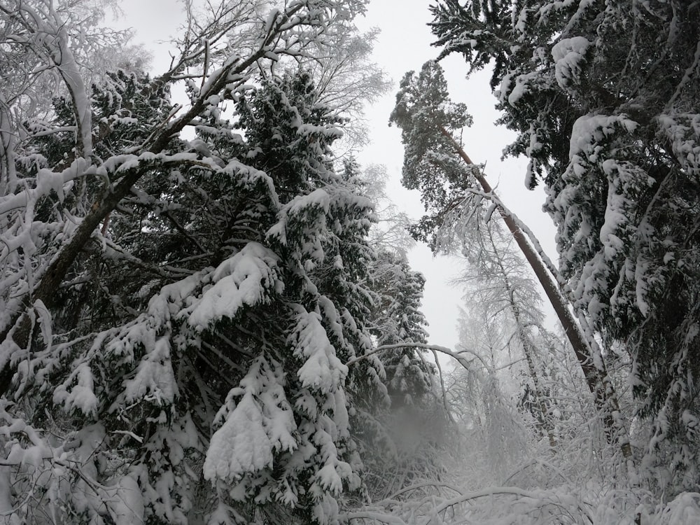 a forest filled with lots of snow covered trees