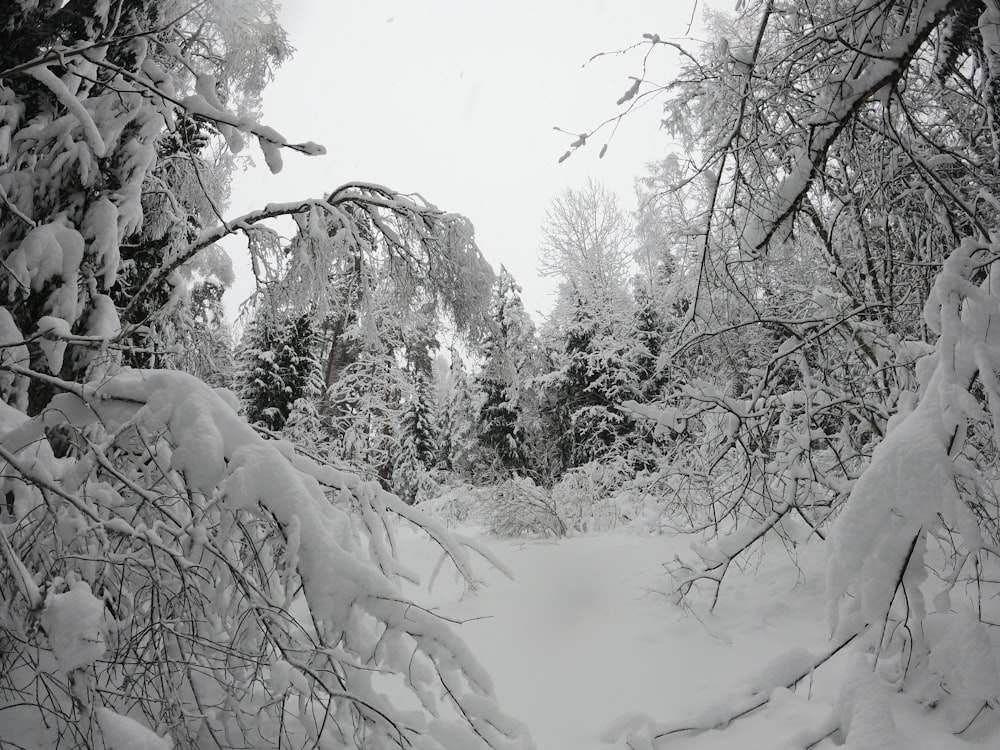 a snow covered path through a forest with lots of trees