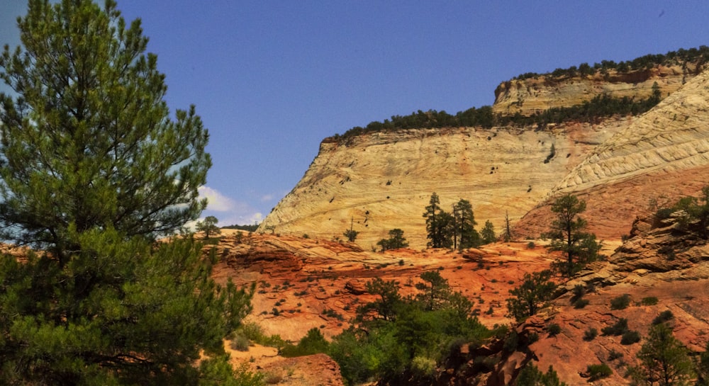 a view of a mountain with trees in the foreground