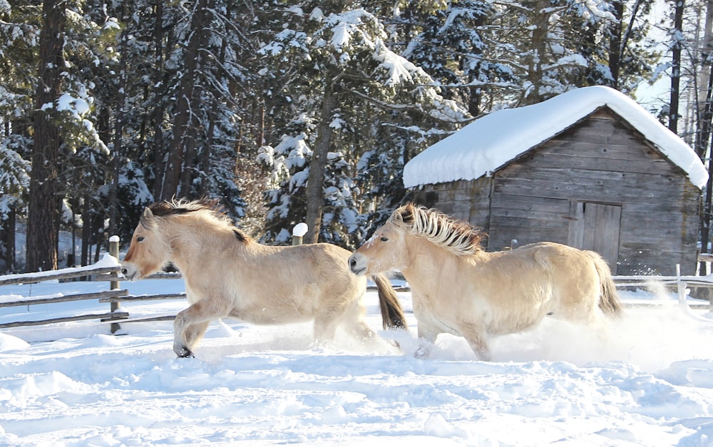 two horses running in the snow near a cabin