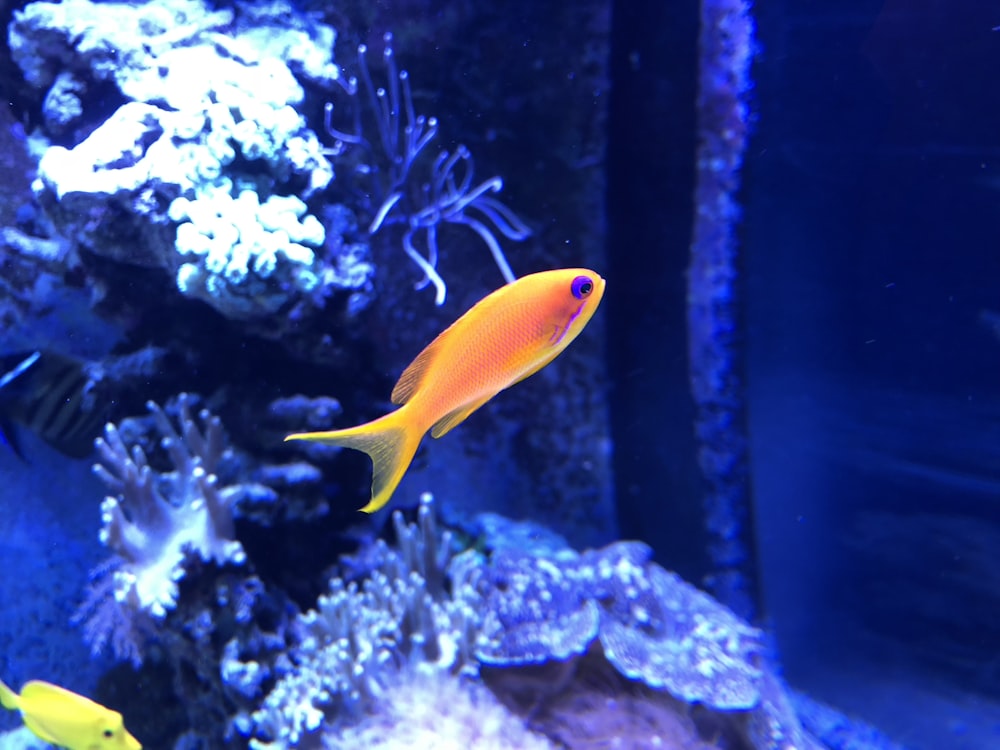 a group of fish swimming in an aquarium