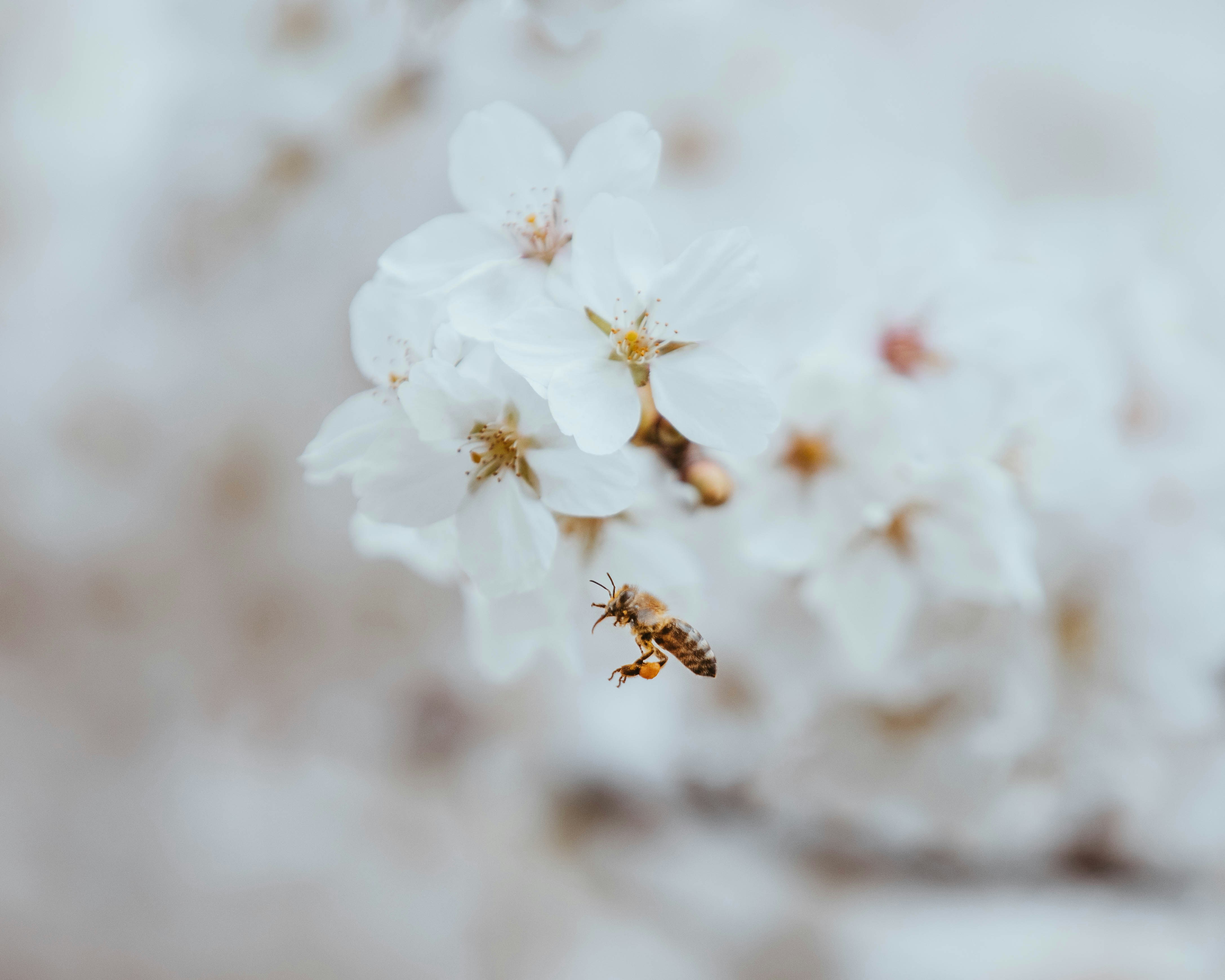Eine Biene fliegt in der Nähe einiger weißer Blumen