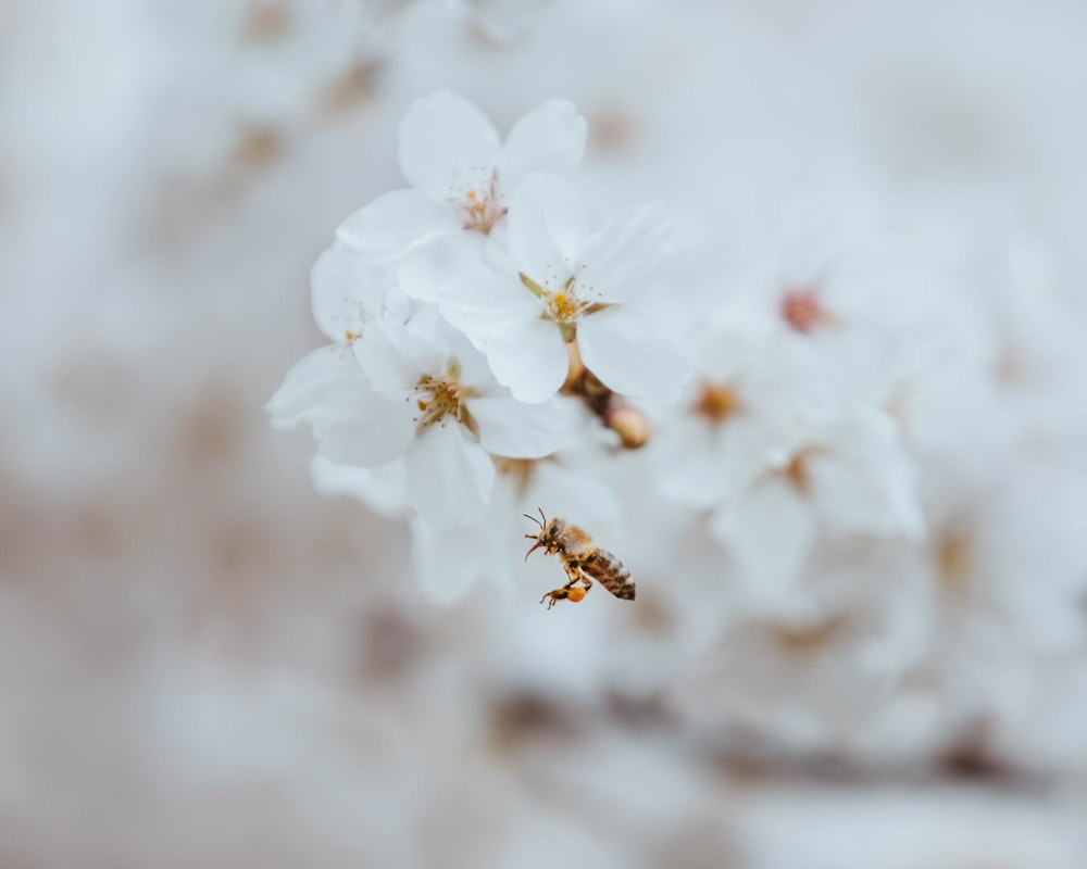 a bee is flying near some white flowers