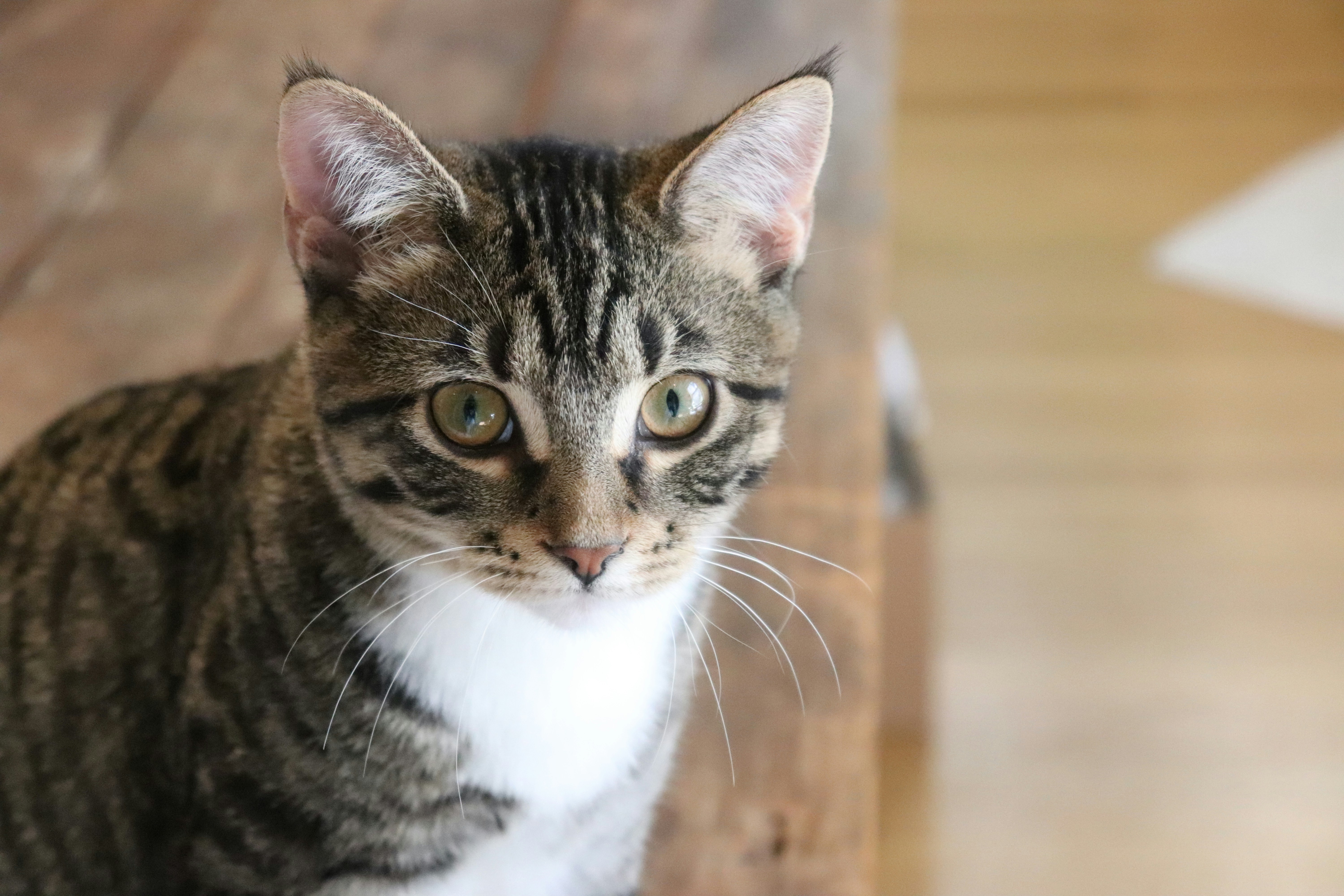 Photo by teddyandfreddycats