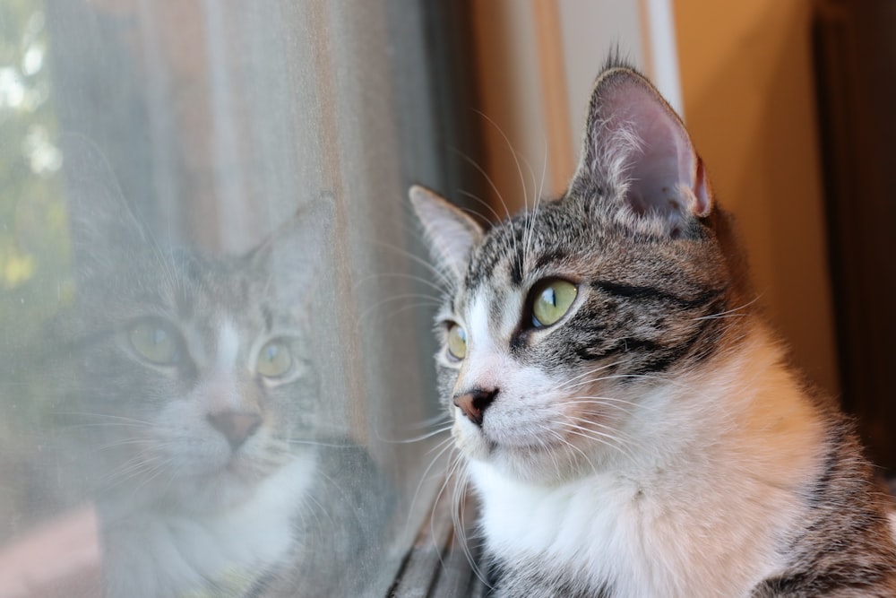 a cat is looking out of a window