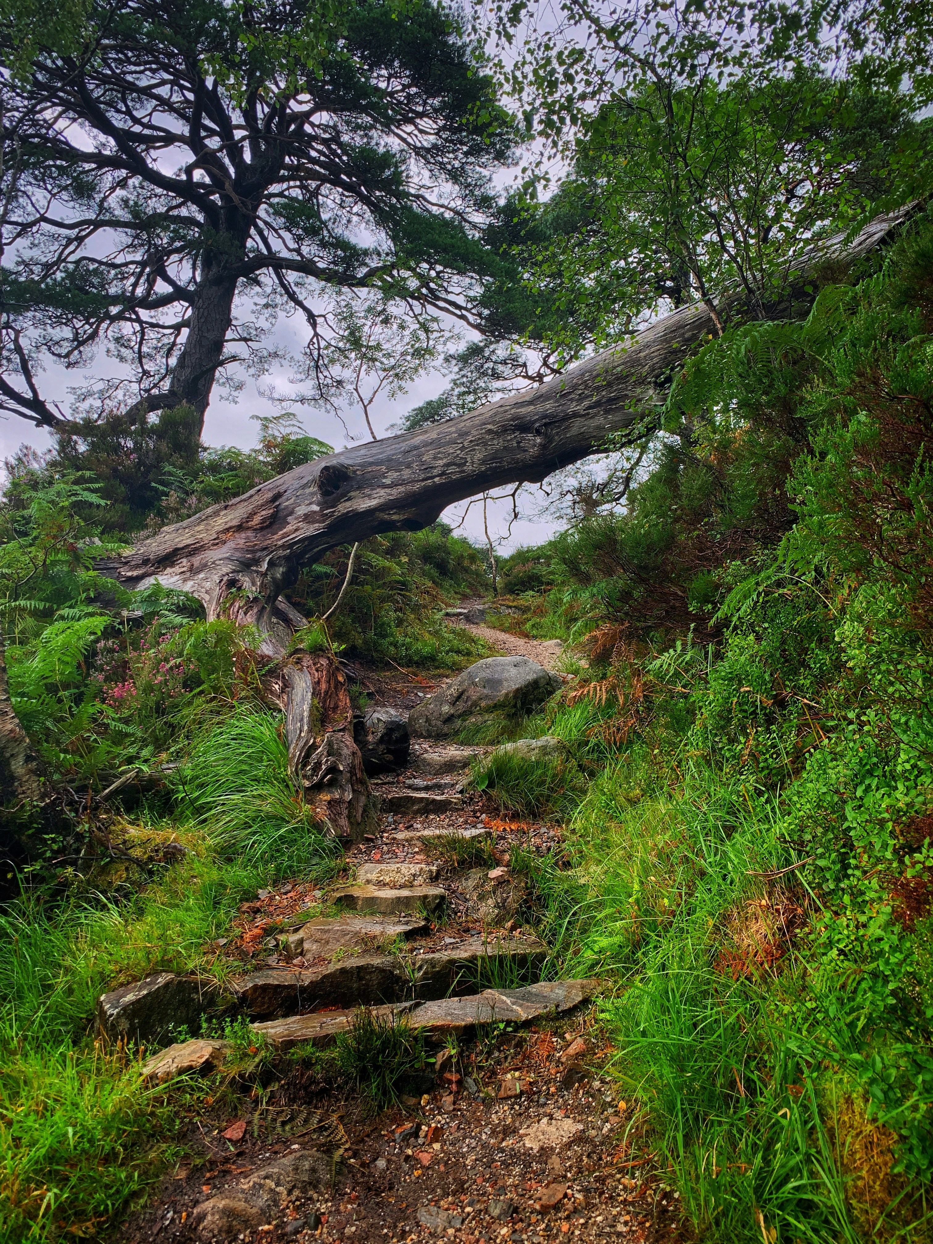 uma árvore caída em um caminho na floresta