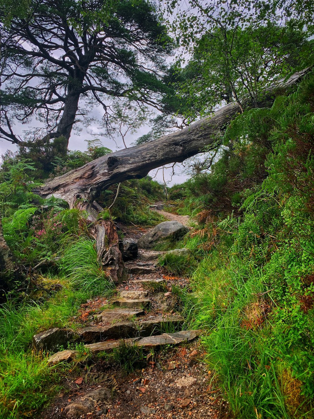 a tree fallen over on a path in the woods