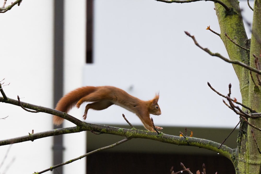 a squirrel is jumping off a tree branch