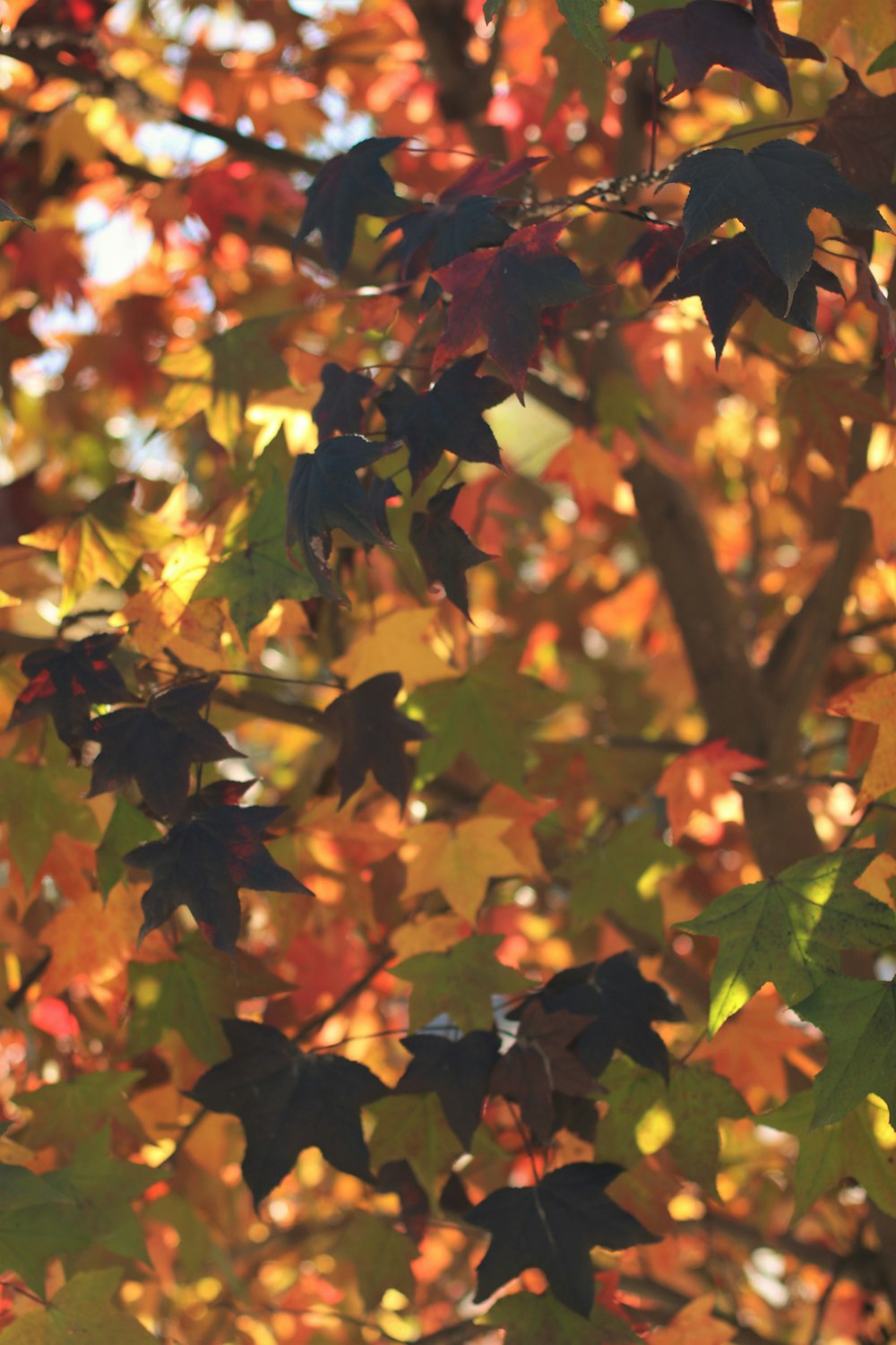 the leaves of a tree are changing colors