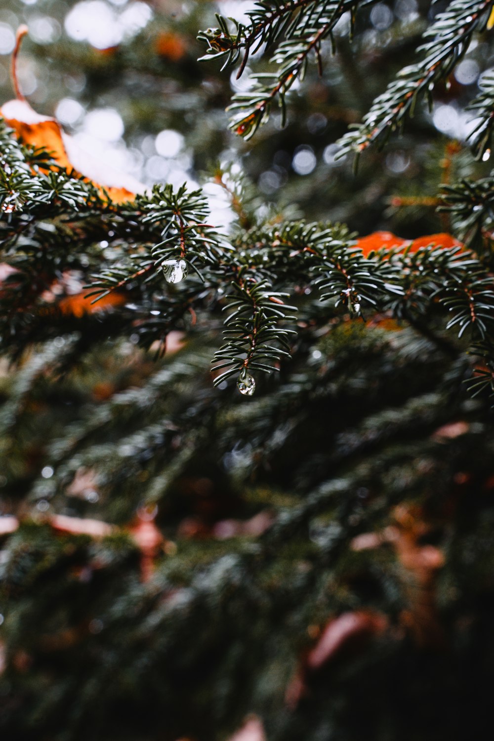 a close up of a pine tree with drops of water on it