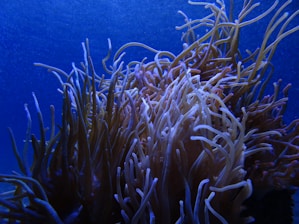 A vibrant coral reef with numerous long, slender, and wavy coral polyps is illuminated by the deep blue sea around it. The corals exhibit a spectrum of colors from pale pinks to purples, creating a mesmerizing underwater landscape.