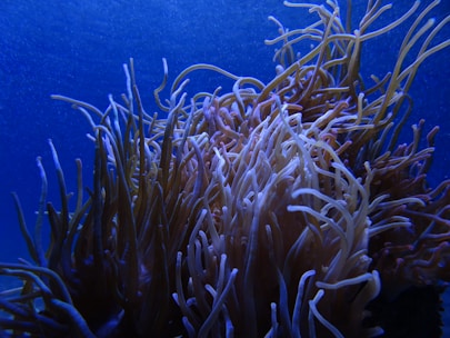 A vibrant coral reef with numerous long, slender, and wavy coral polyps is illuminated by the deep blue sea around it. The corals exhibit a spectrum of colors from pale pinks to purples, creating a mesmerizing underwater landscape.