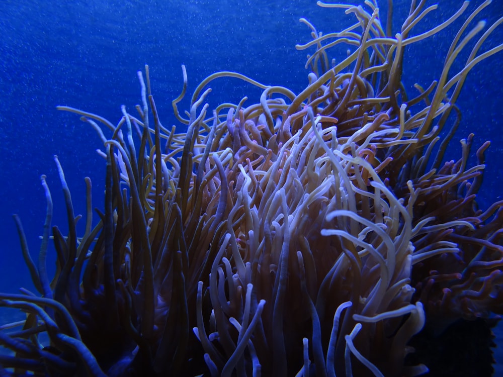 um close up de uma anêmona do mar em um fundo azul