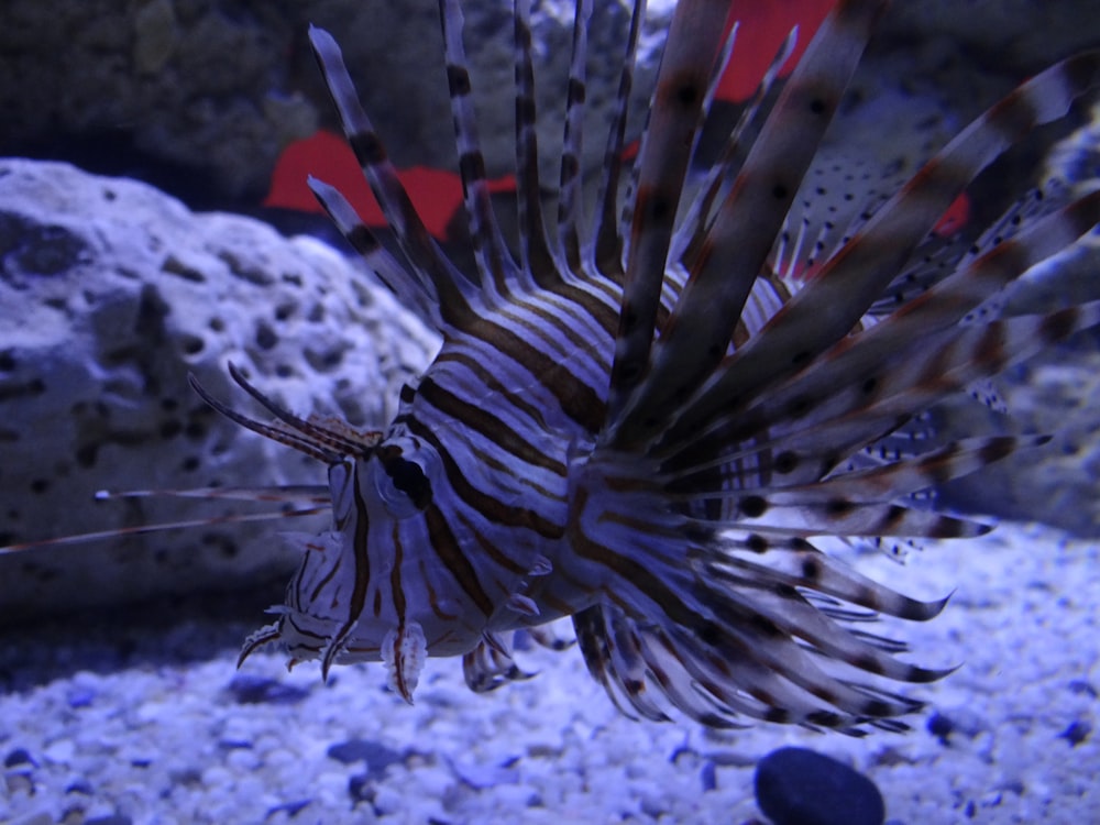 a close up of a fish in a tank