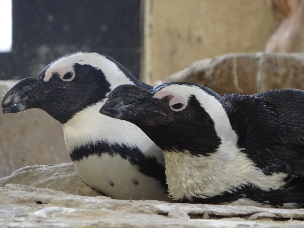 a couple of penguins sitting on top of a rock