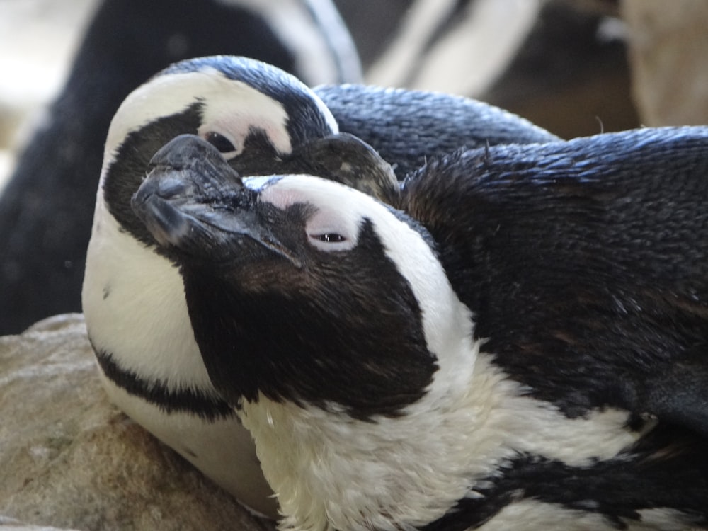 a couple of penguins sitting on top of a rock