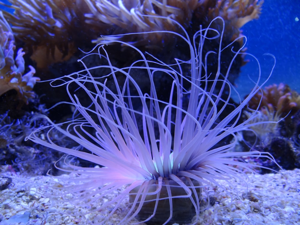 a purple sea anemone in an aquarium