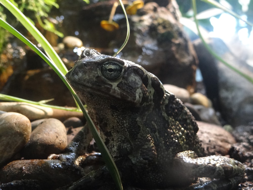 a frog sitting on top of a pile of rocks