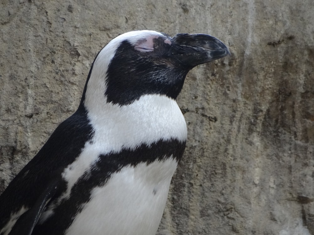 a black and white penguin standing next to a stone wall