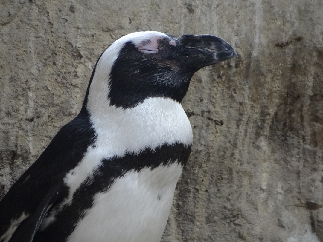 vanda, vanda, a black and white penguin standing next to a stone wall