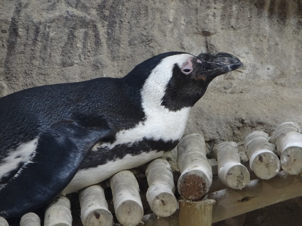 a penguin sitting on top of a wooden bench