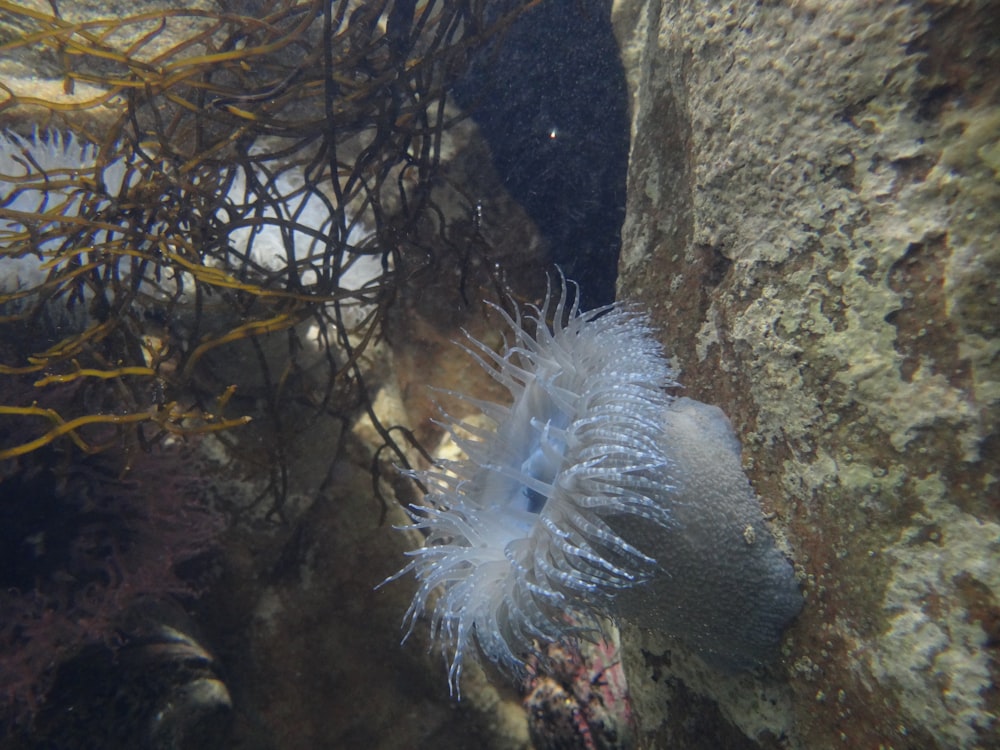 a white sea urchin sitting on top of a rock