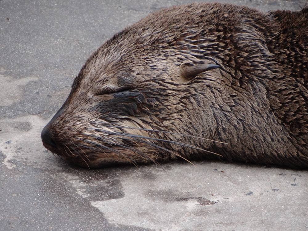 a close up of a wet animal laying on the ground