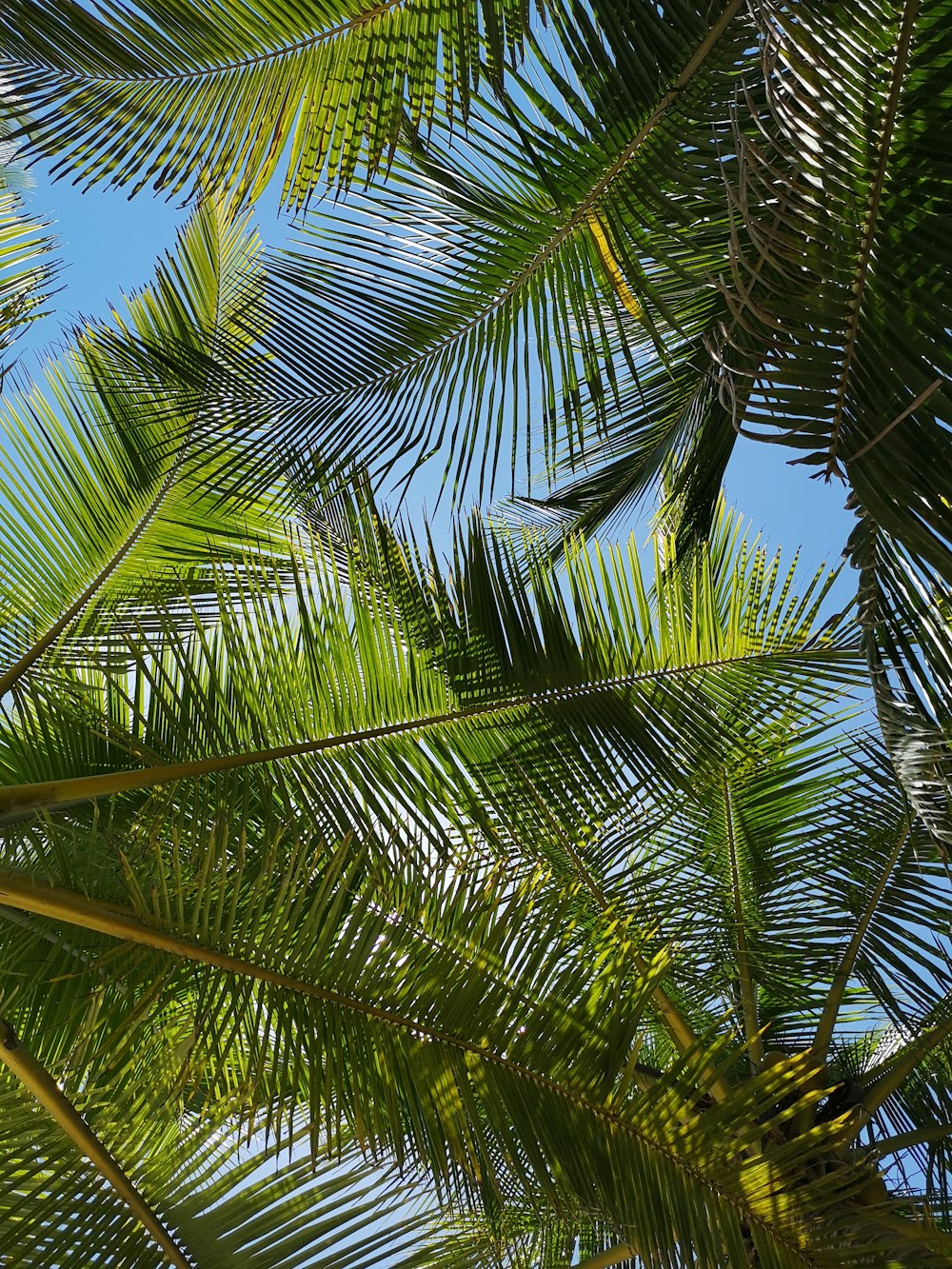 a bird is perched on a palm tree