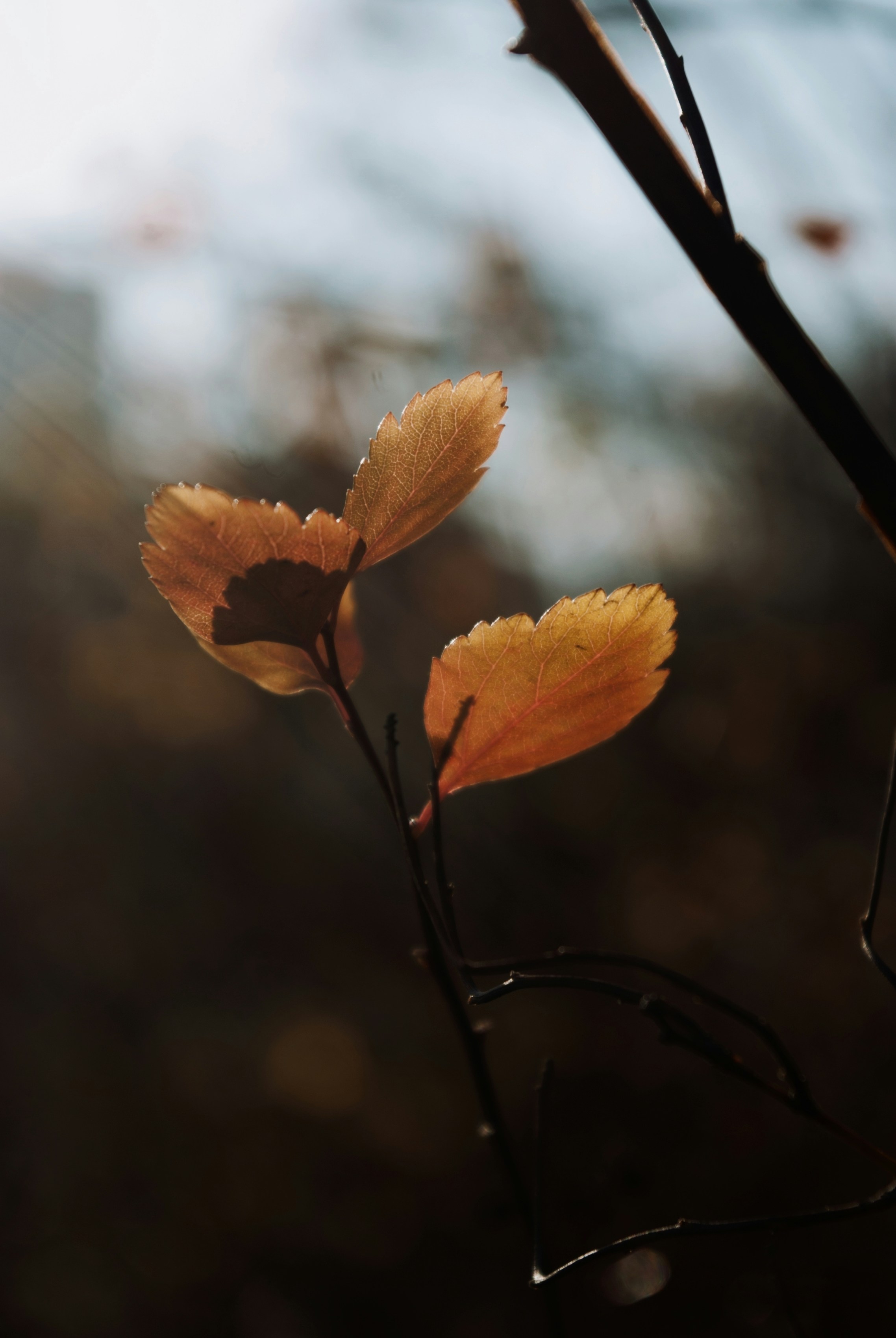 Photo by moonmoons_days