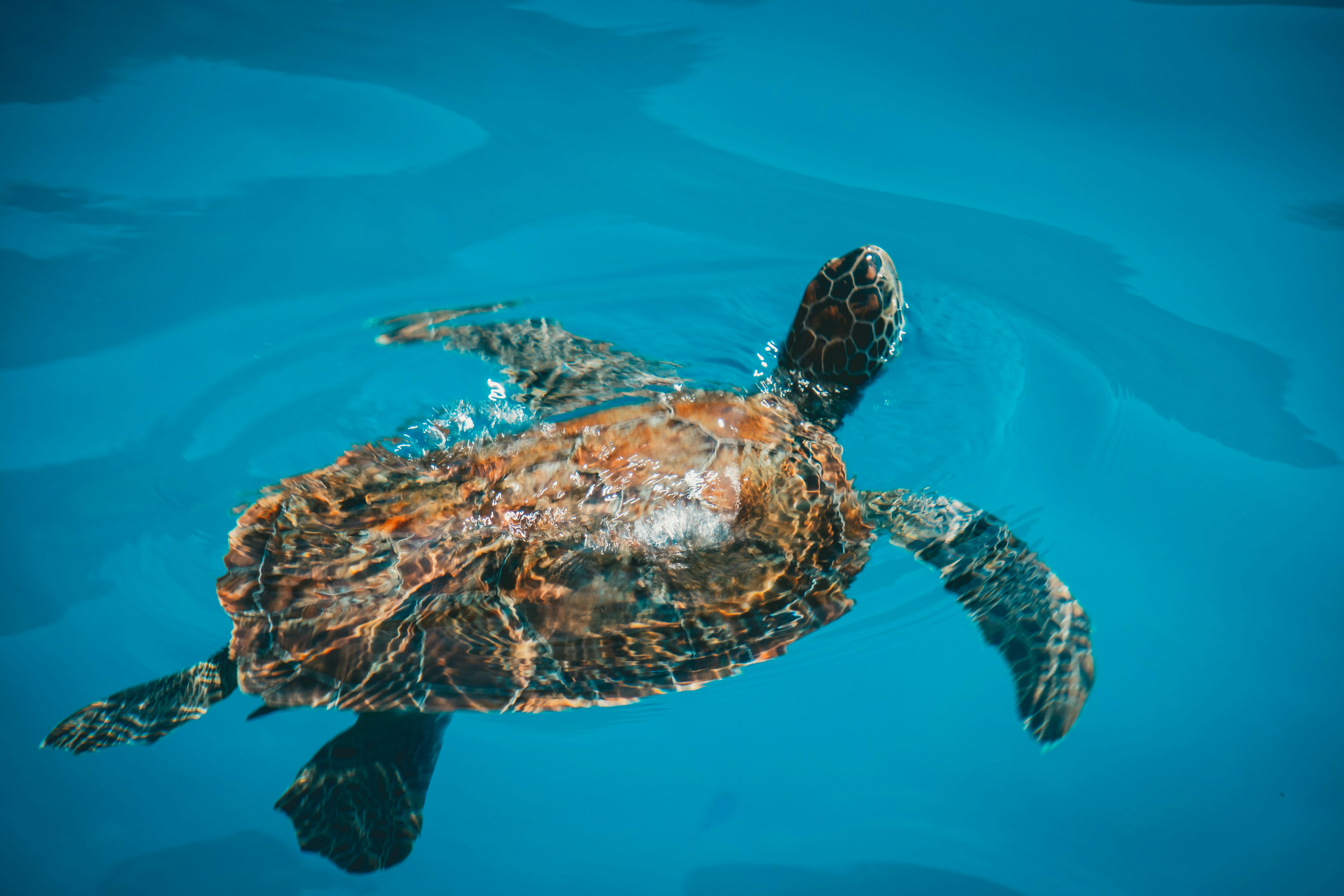 The Mistaken Identity Problem (image credits: unsplash)