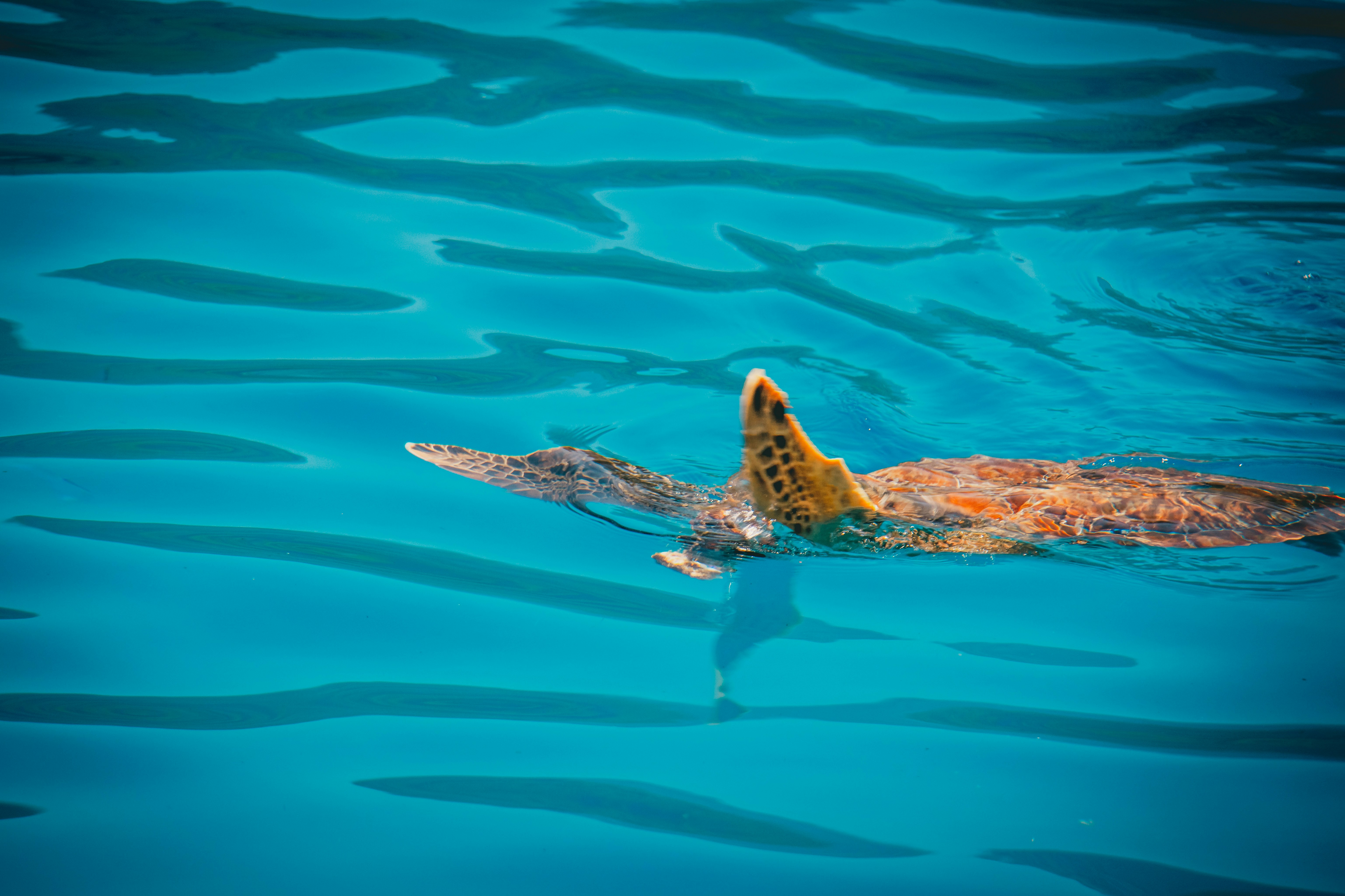 Photo by raimondklavins