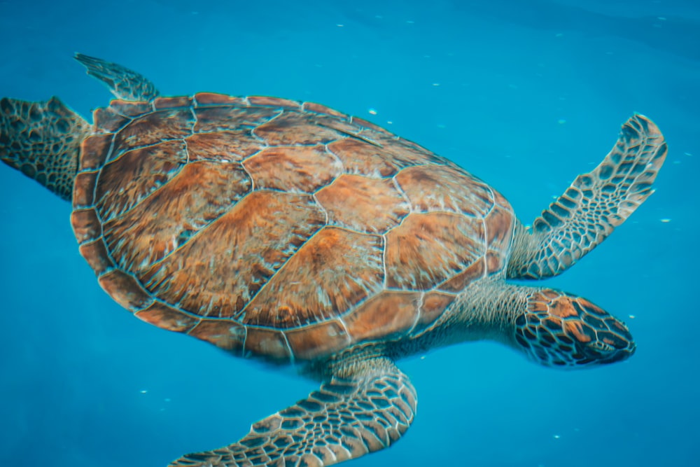a green turtle swimming in the blue water